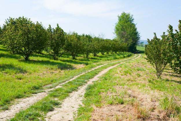 Hazelnut Farming